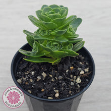 Load image into Gallery viewer, Aeonium aureum (Greenovia Aurea)
