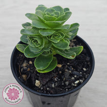 Load image into Gallery viewer, Aeonium aureum (Greenovia Aurea)
