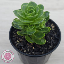 Load image into Gallery viewer, Aeonium aureum (Greenovia Aurea)
