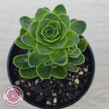 Load image into Gallery viewer, Aeonium aureum (Greenovia Aurea)
