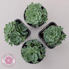 Aeonium aureum (Greenovia Aurea)