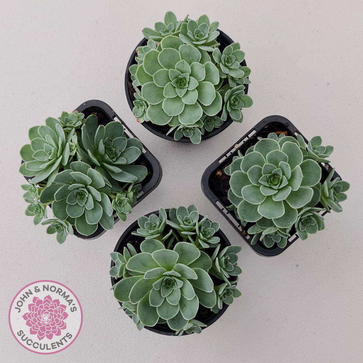 Aeonium aureum (Greenovia Aurea)