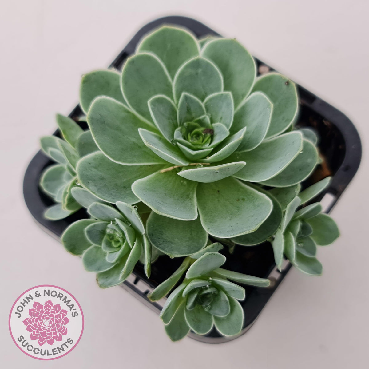 Aeonium aureum (Greenovia Aurea)