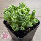 Aeonium aureum (Greenovia Aurea)