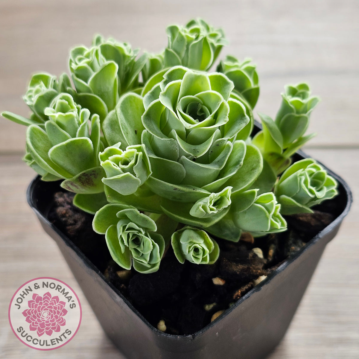 Aeonium aureum (Greenovia Aurea)