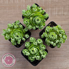 Aeonium aureum (Greenovia Aurea)