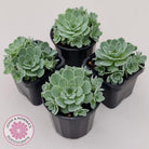 Aeonium aureum (Greenovia Aurea)