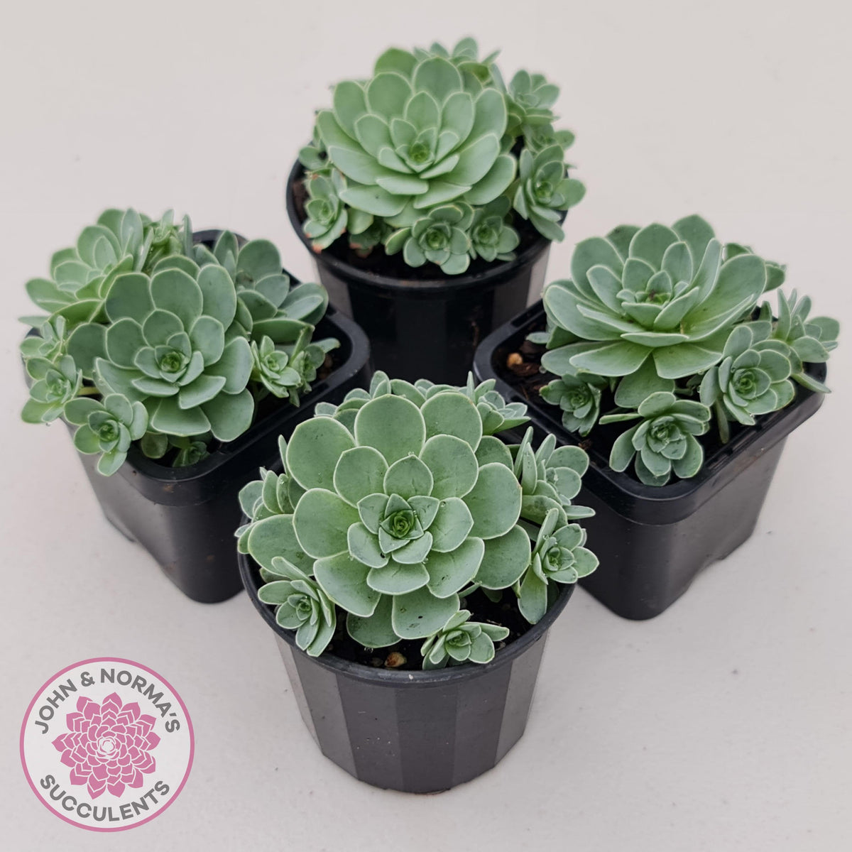 Aeonium aureum (Greenovia Aurea)