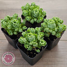 Aeonium aureum (Greenovia Aurea)