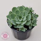 Aeonium aureum (Greenovia Aurea)