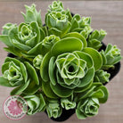 Aeonium aureum (Greenovia Aurea)