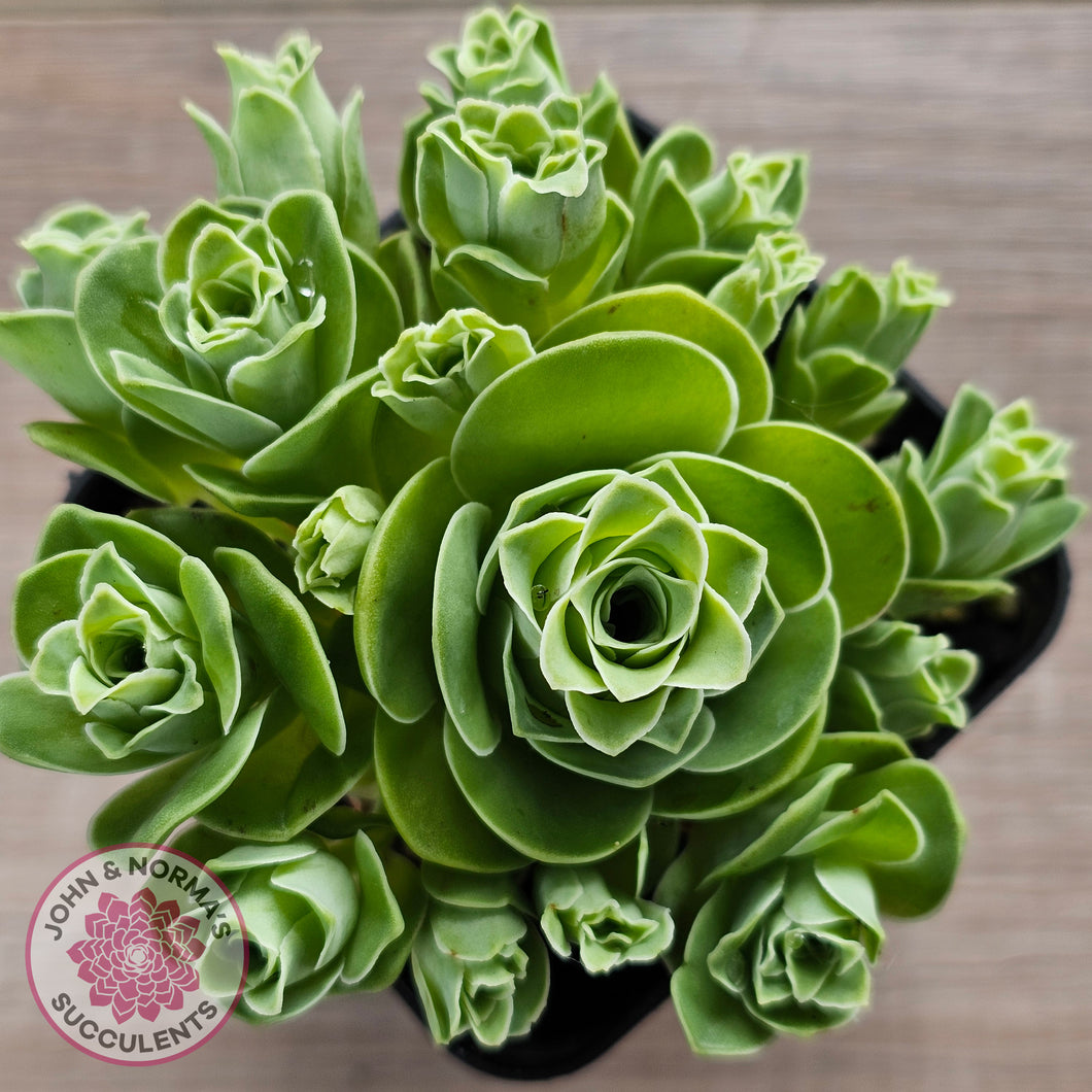 Aeonium aureum (Greenovia Aurea)