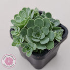 Aeonium aureum (Greenovia Aurea)