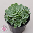 Aeonium aureum (Greenovia Aurea)