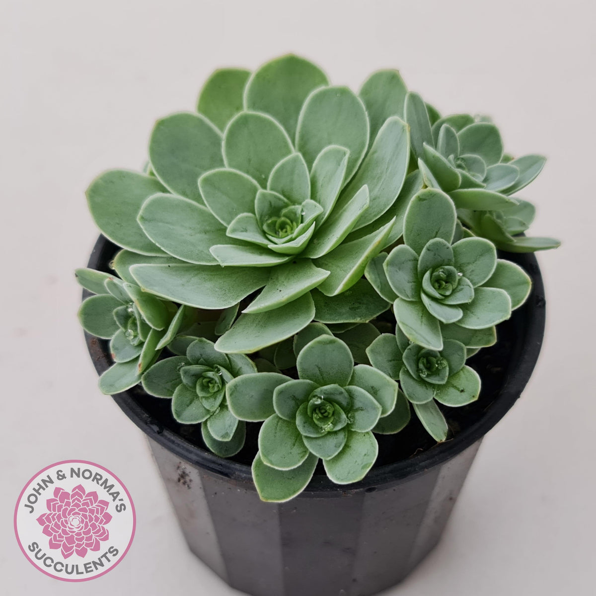 Aeonium aureum (Greenovia Aurea)