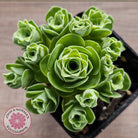 Aeonium aureum (Greenovia Aurea)