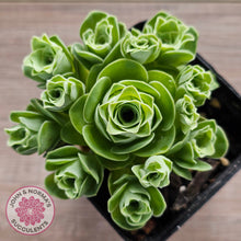 Load image into Gallery viewer, Aeonium aureum (Greenovia Aurea)
