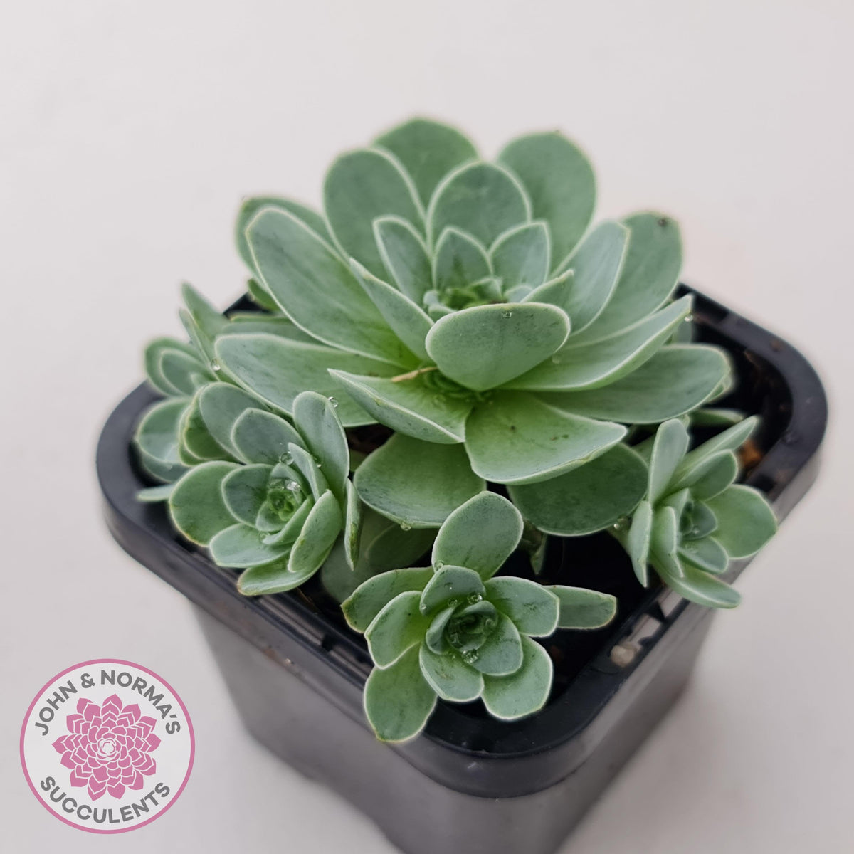 Aeonium aureum (Greenovia Aurea)