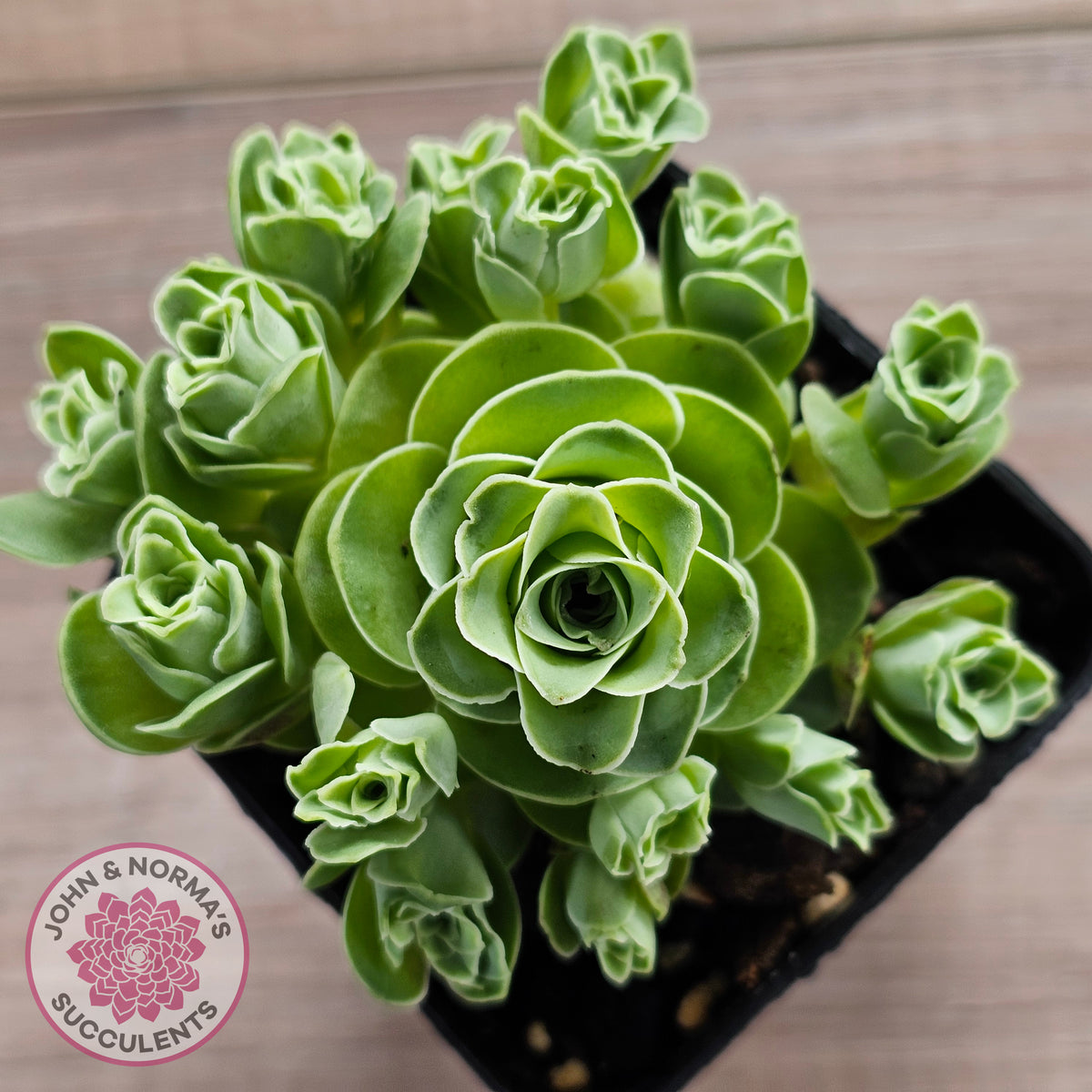 Aeonium aureum (Greenovia Aurea)