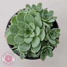 Aeonium aureum (Greenovia Aurea)