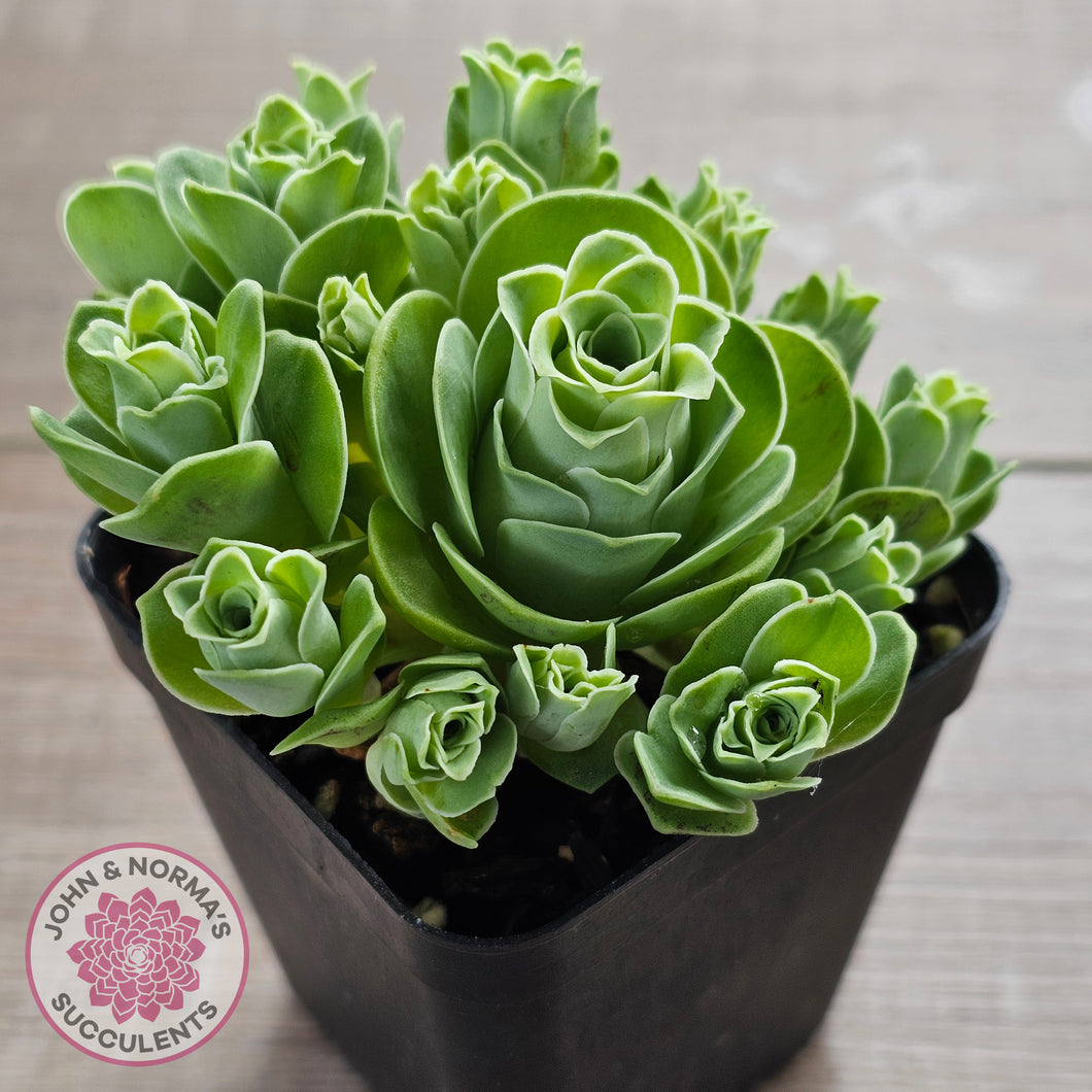 Aeonium aureum (Greenovia Aurea)