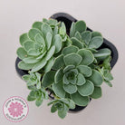 Aeonium aureum (Greenovia Aurea)