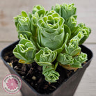 Aeonium aureum (Greenovia Aurea)