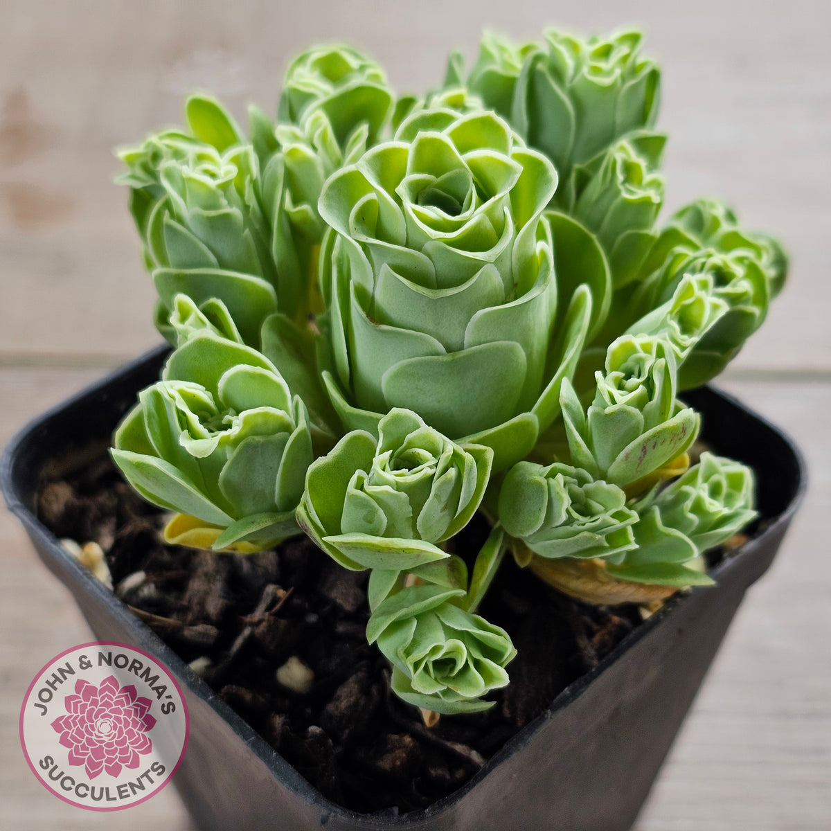 Aeonium aureum (Greenovia Aurea)