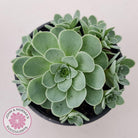 Aeonium aureum (Greenovia Aurea)