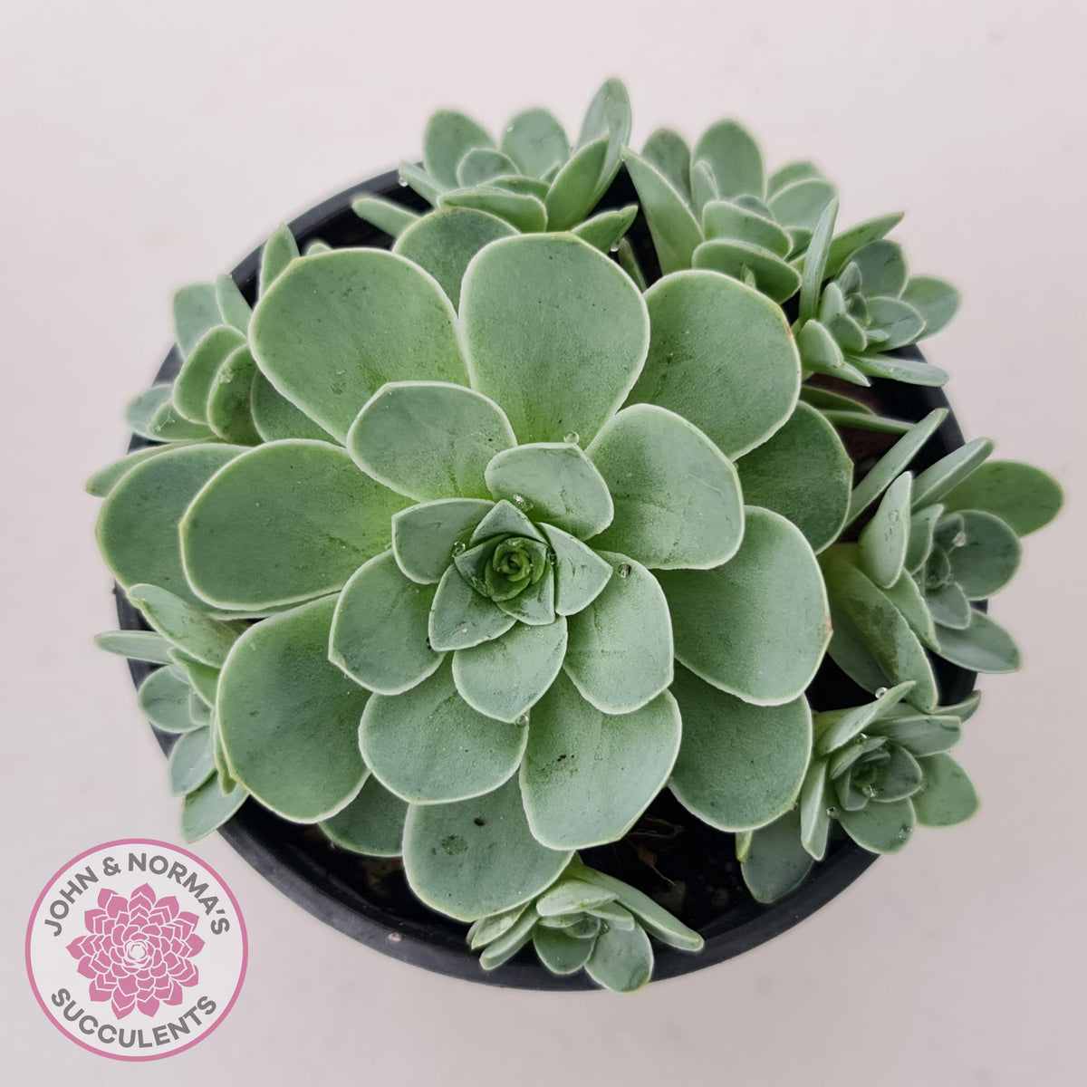 Aeonium aureum (Greenovia Aurea)