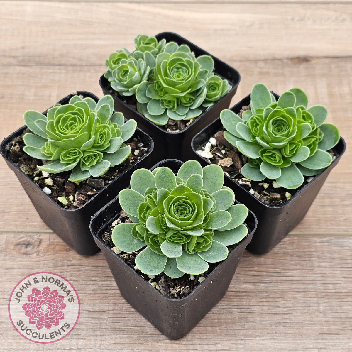 Aeonium aureum (Greenovia Aurea)