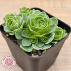 Aeonium aureum (Greenovia Aurea)