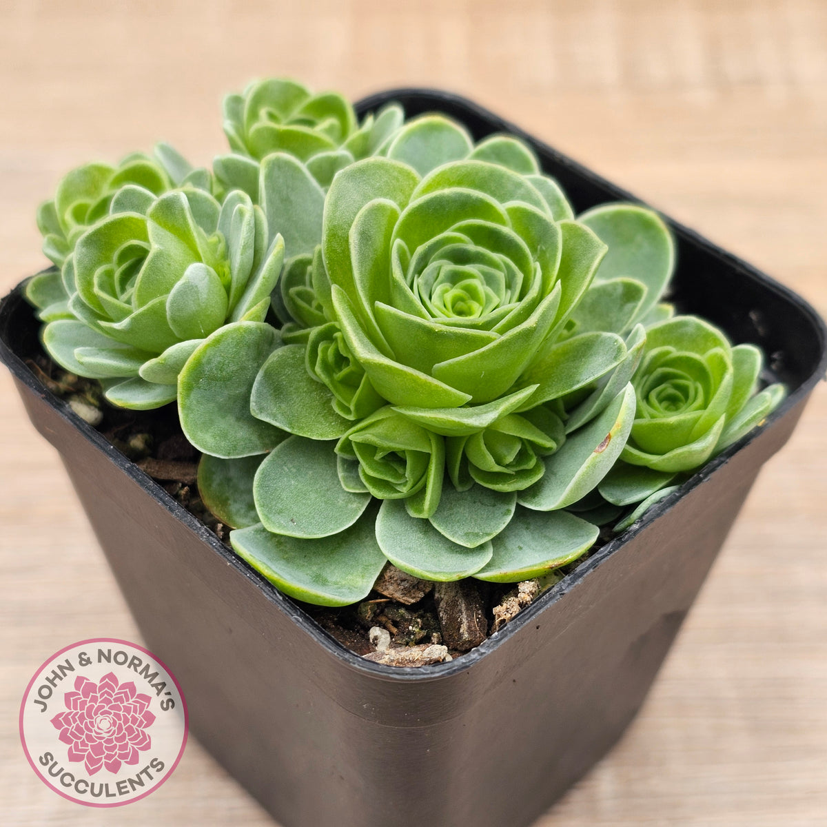 Aeonium aureum (Greenovia Aurea)