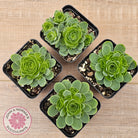 Aeonium aureum (Greenovia Aurea)