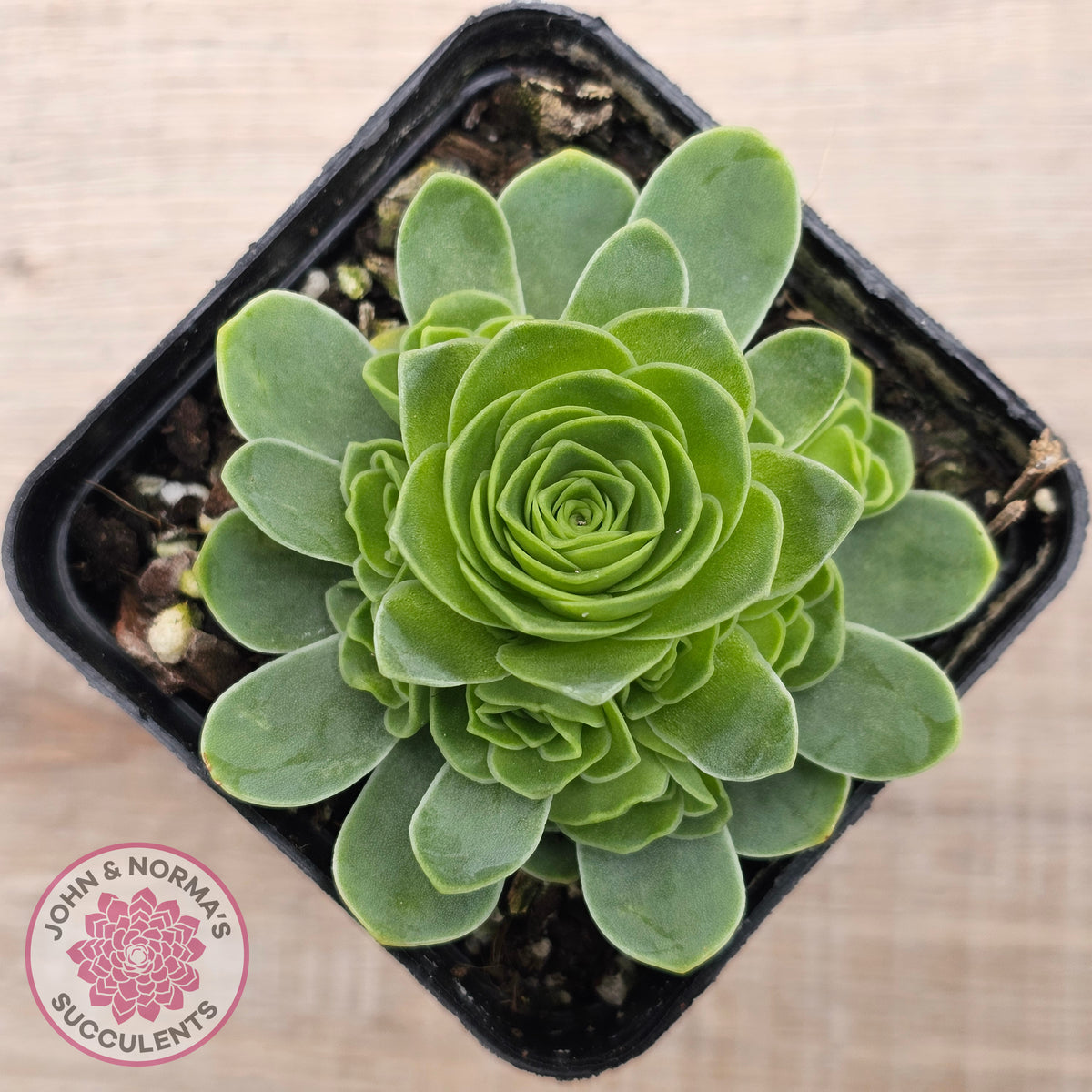Aeonium aureum (Greenovia Aurea)