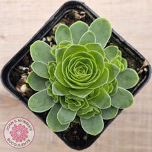 Load image into Gallery viewer, Aeonium aureum (Greenovia Aurea)
