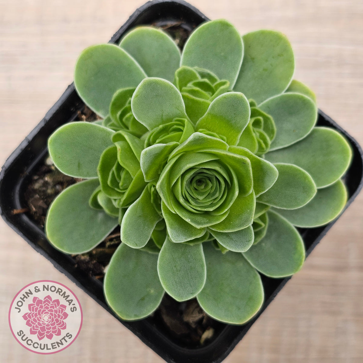 Aeonium aureum (Greenovia Aurea)
