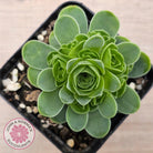 Aeonium aureum (Greenovia Aurea)