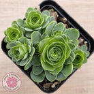 Aeonium aureum (Greenovia Aurea)