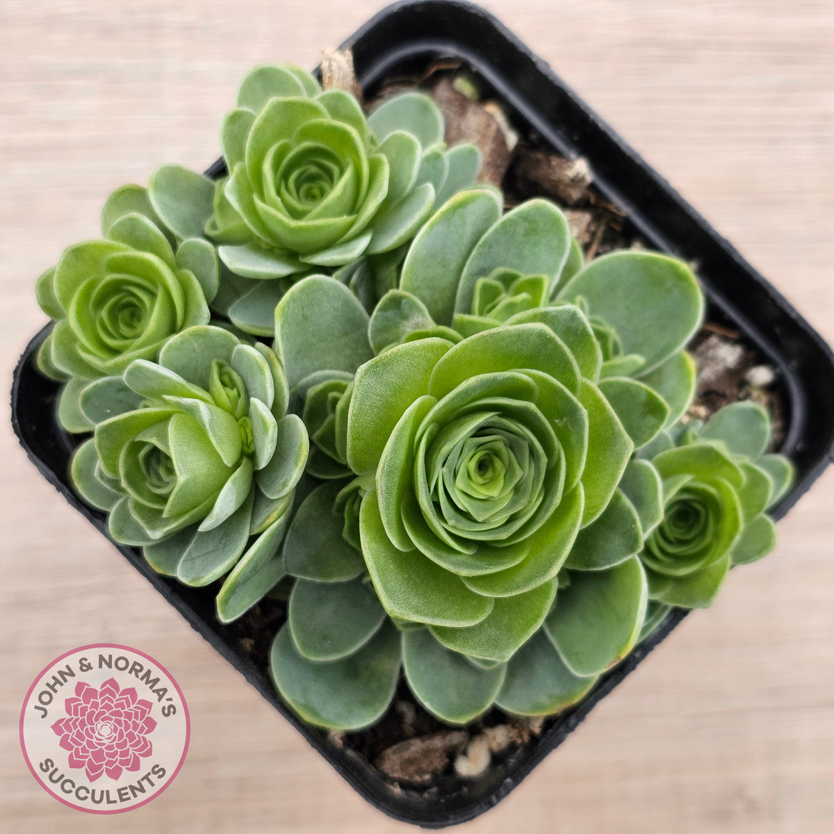 Aeonium aureum (Greenovia Aurea)