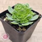 Aeonium aureum (Greenovia Aurea)