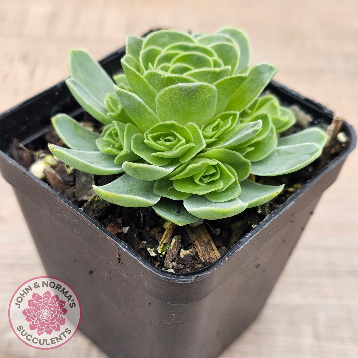 Aeonium aureum (Greenovia Aurea)