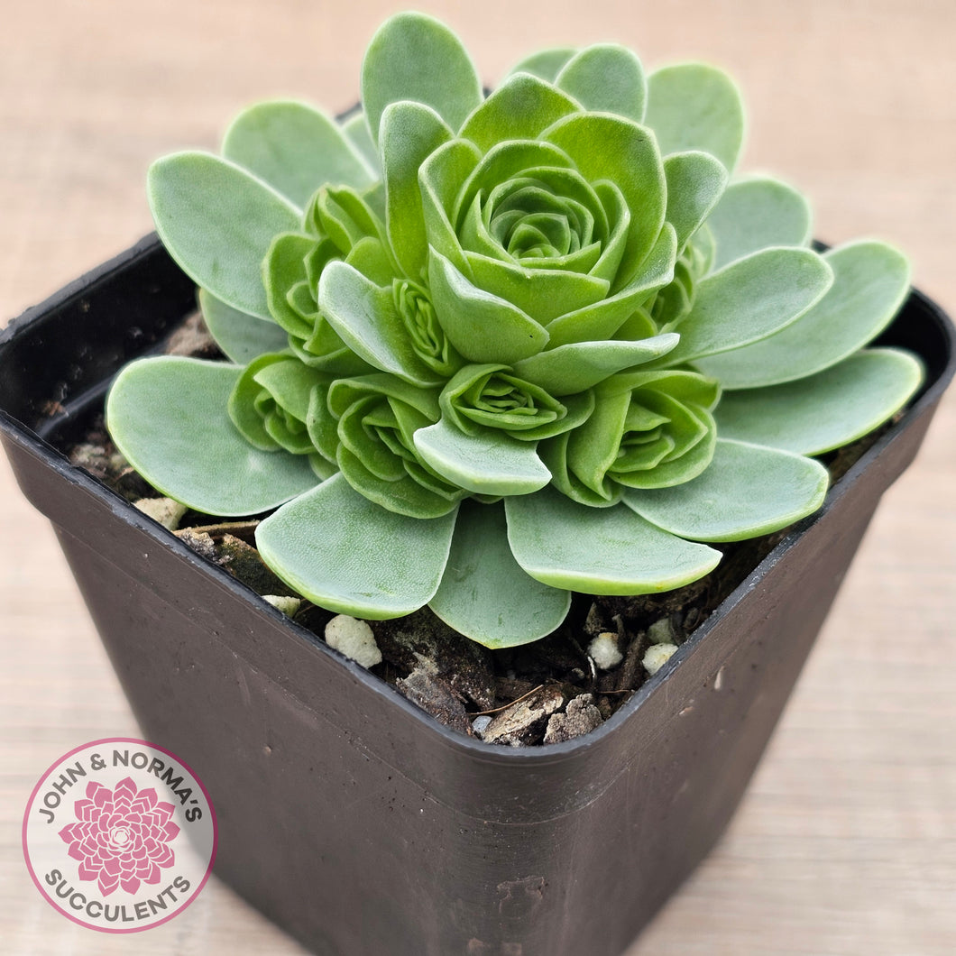 Aeonium aureum (Greenovia Aurea)