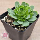 Aeonium aureum (Greenovia Aurea)