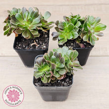 Load image into Gallery viewer, Aeonium blushing beauty crest

