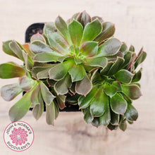 Load image into Gallery viewer, Aeonium blushing beauty crest
