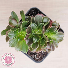 Load image into Gallery viewer, Aeonium blushing beauty crest
