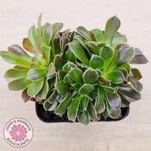 Load image into Gallery viewer, Aeonium blushing beauty crest
