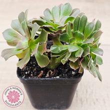 Load image into Gallery viewer, Aeonium blushing beauty crest
