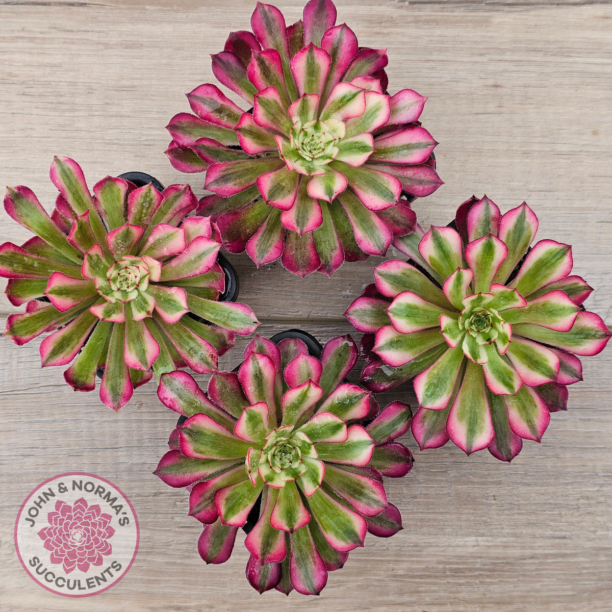 Aeonium 'Bronze Teacup'